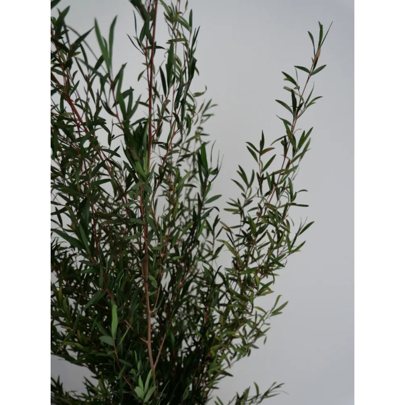 Lepto vert stabilisé