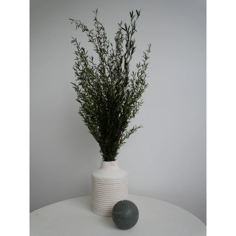 Lepto vert stabilisé