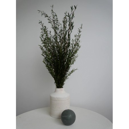 Lepto vert stabilisé