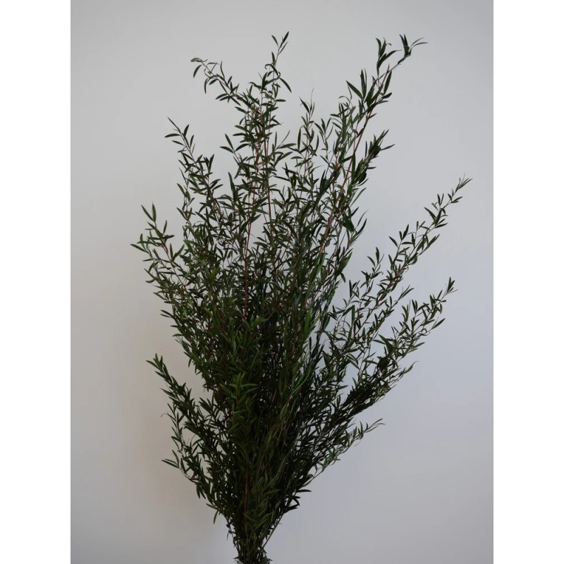 Lepto vert stabilisé