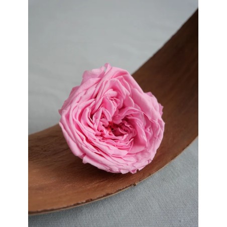 rose kate stabilisée rose