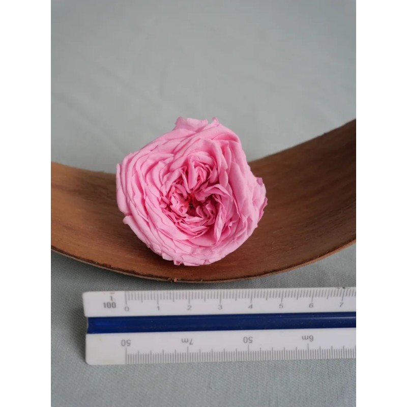 rose kate stabilisée rose dimension