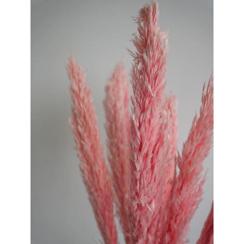 Plumero Silvestre Stabilisé rose détails