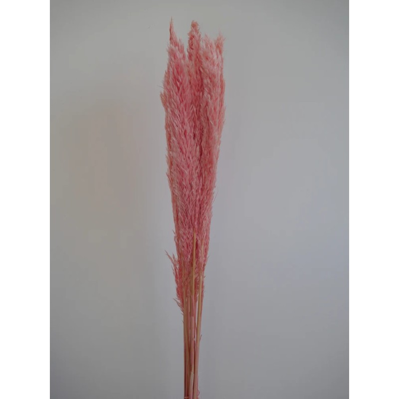 Plumero Silvestre Stabilisé rose