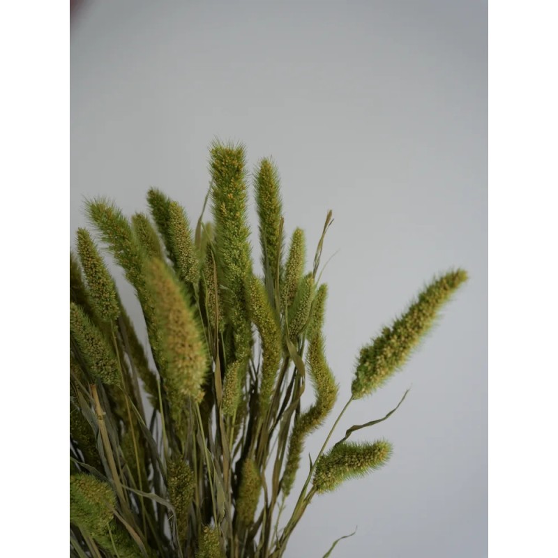 Setaria Séché vert