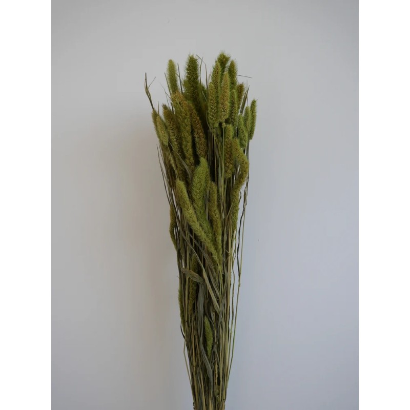 Setaria Séché vert bouquet
