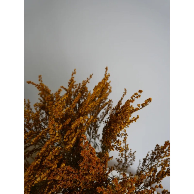 Solidago Stabilisé jaune