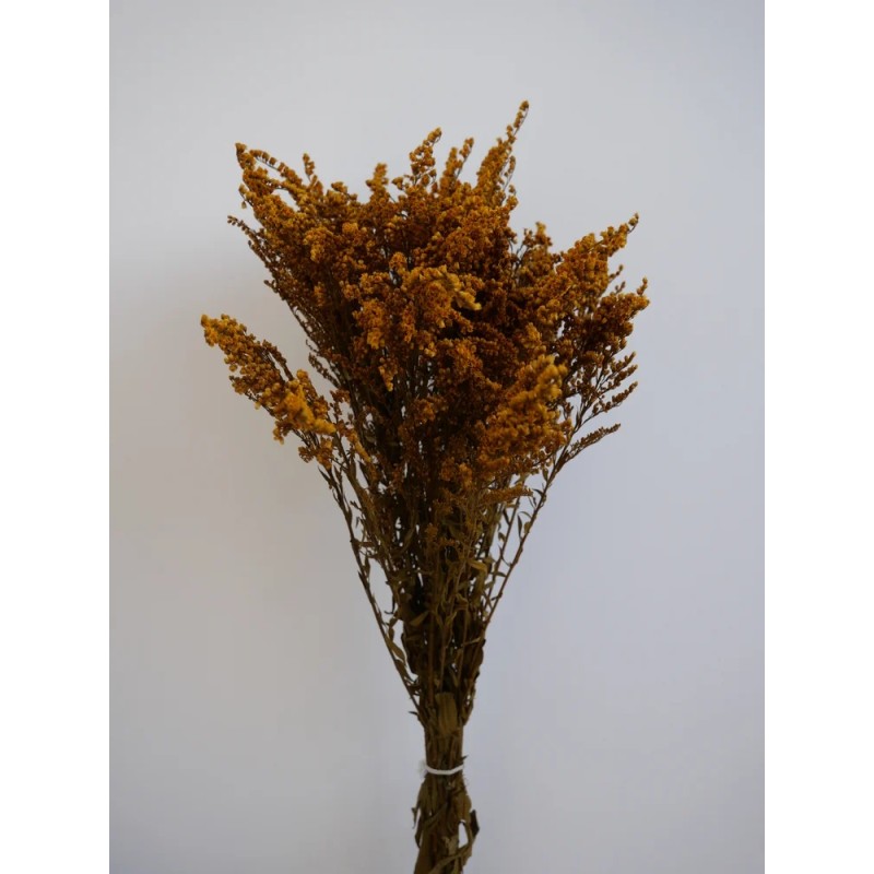 Solidago Stabilisé jaune