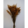 Solidago Stabilisé jaune