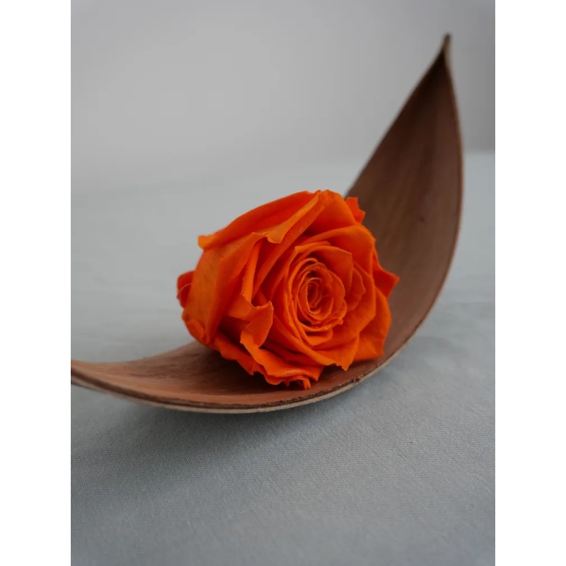 rose stabilisée orange