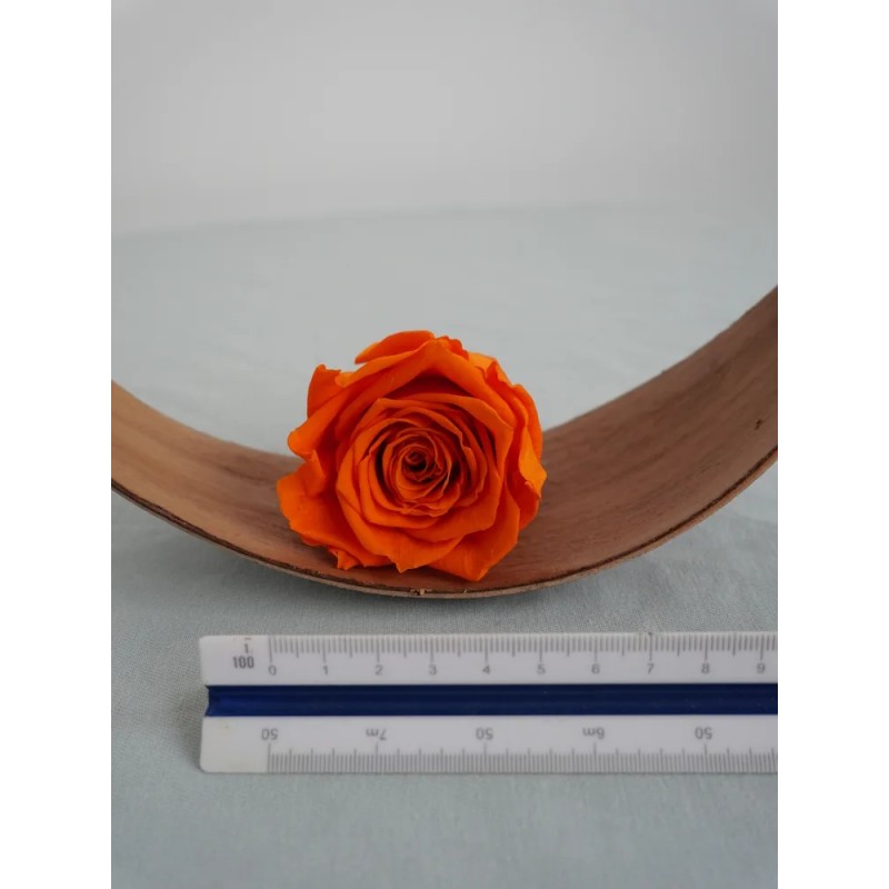 rose stabilisée orange
