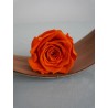 rose stabilisée orange