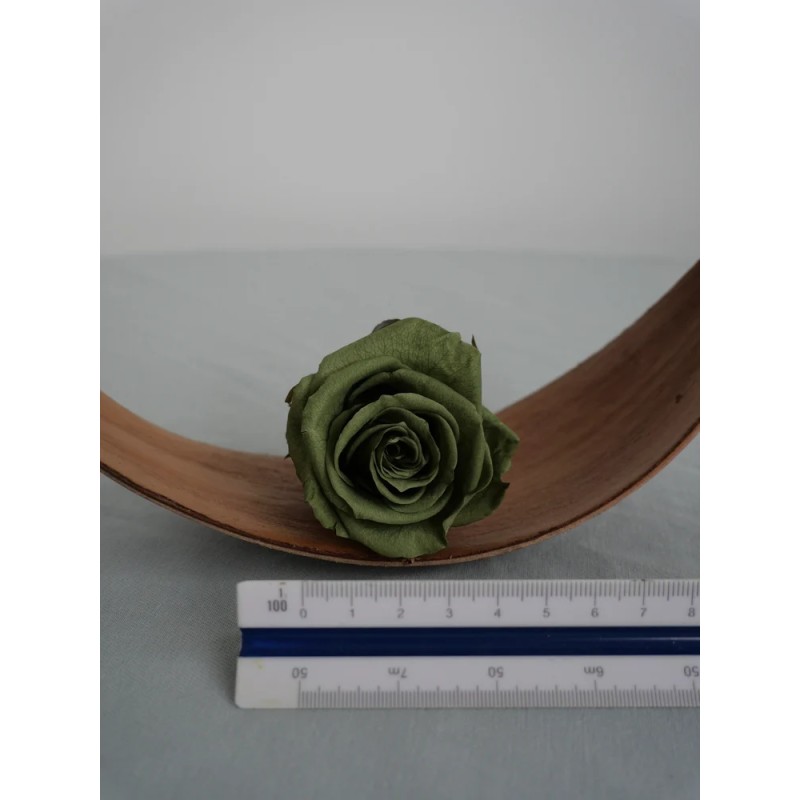 rose stabilisée vert thé