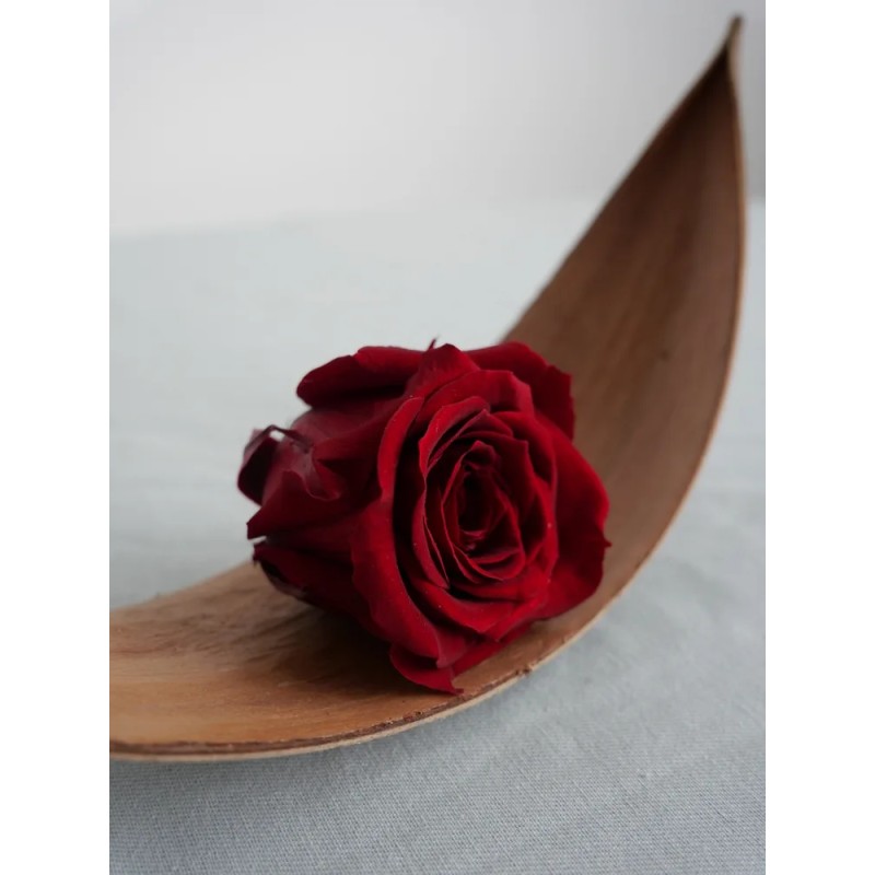 Rose stabilisée burgundy