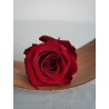 Rose stabilisée burgundy
