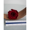 Rose stabilisée burgundy dimension