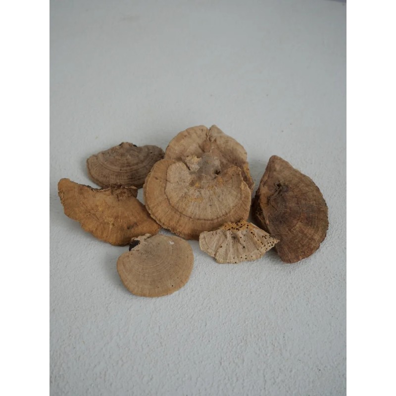 Champignons éponges naturels stabilisés petits