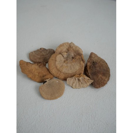 Champignons éponges naturels stabilisés petits