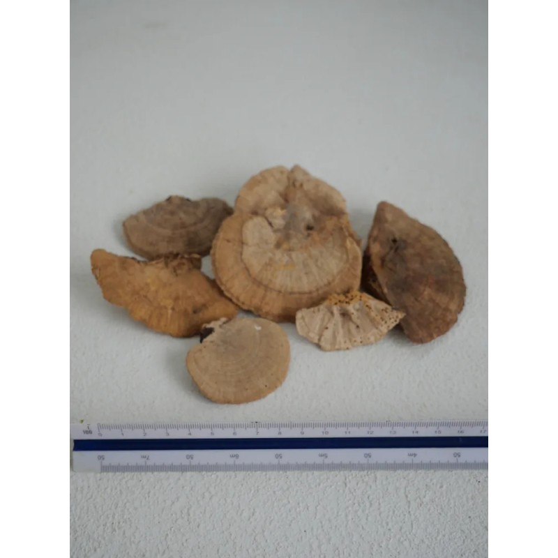 Champignons éponges naturels stabilisés petits dimensions