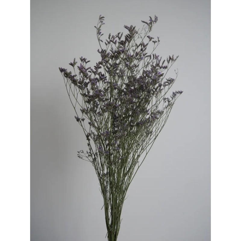 Limonium Stabilisé violet