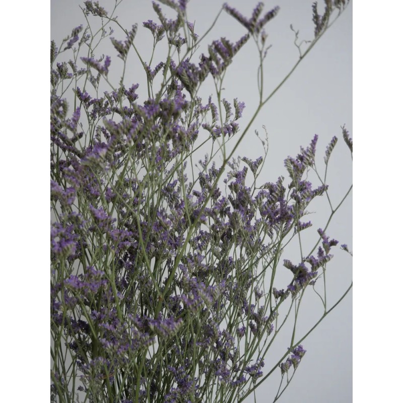 Limonium Stabilisé violet détails