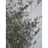 Limonium Stabilisé violet détails