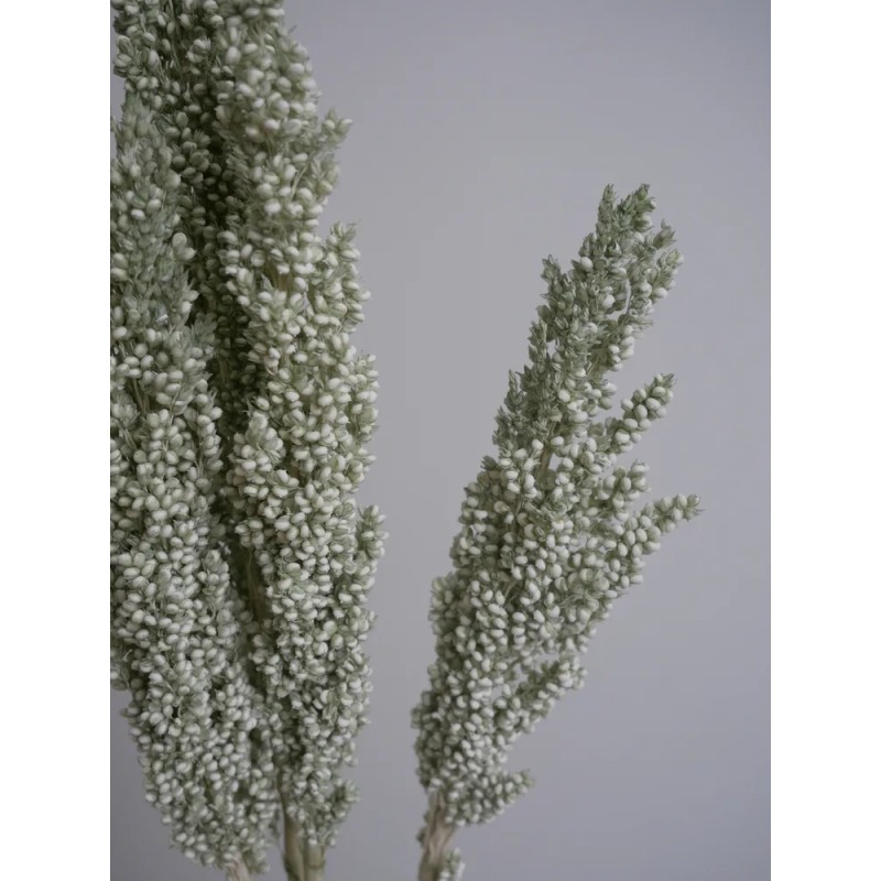 Sorghum Stabilisé vert détails