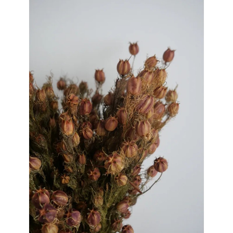 Nigelle séché