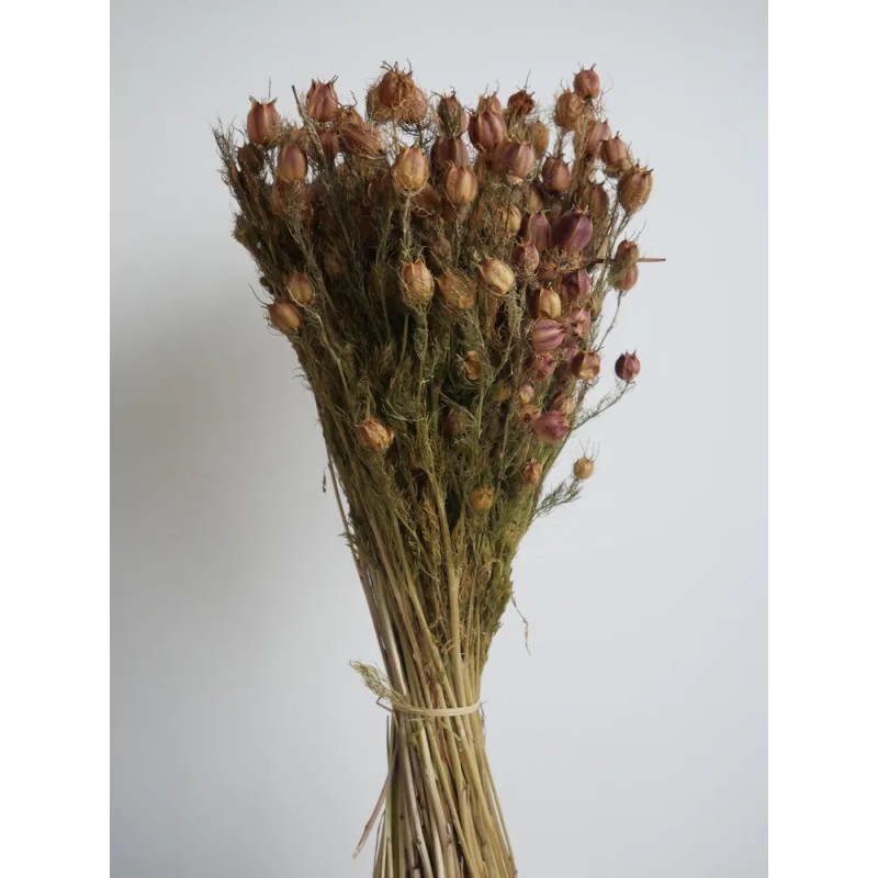 Nigelle séché  bouquet