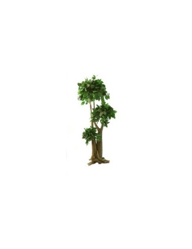 Arbre Bonsaï Salal vert
