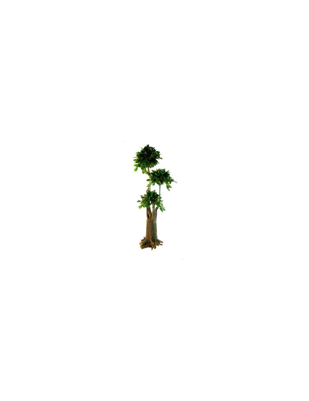 Arbre Bonsaï Salal vert