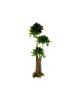 Arbre Bonsaï Salal vert