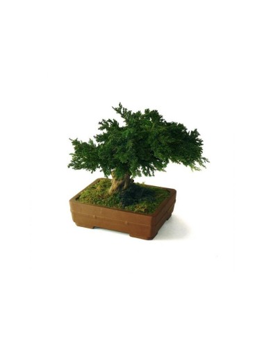 Bonsaï Juniperus Stabilisé vert de très petite taille