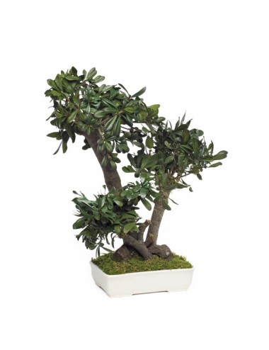 Bonsaï Pittosporum vert de moyenne taille