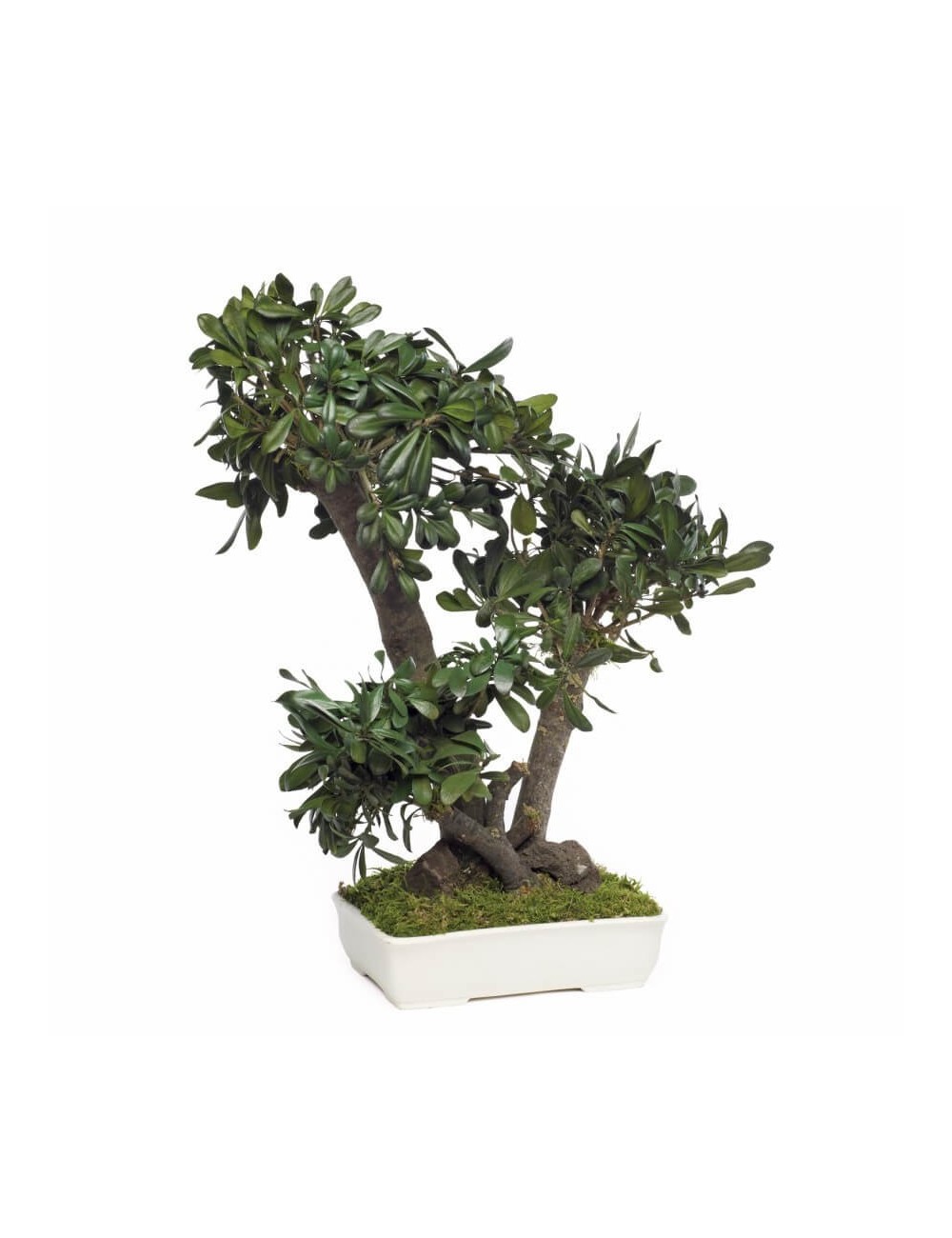 Bonsaï Pittosporum vert de moyenne taille