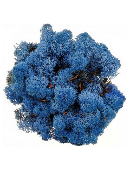 Lichen stabilisé bleu