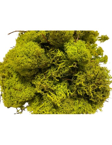 Lichen stabilisé vert clair