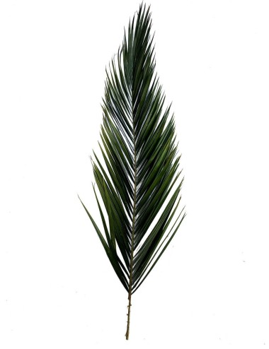 Palme de phoenix stabilisée verte
