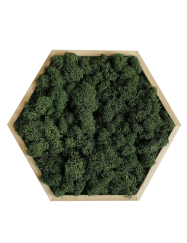 Hexagone Stabilisé en Lichen