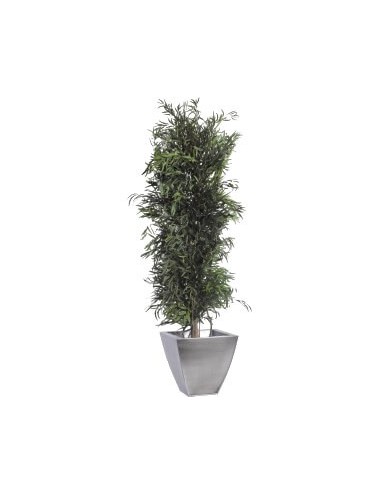 Eucalyptus Nicoly vert