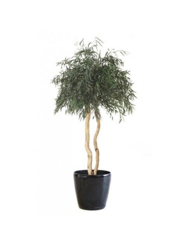Eucalyptus Nicoly vert sur tige