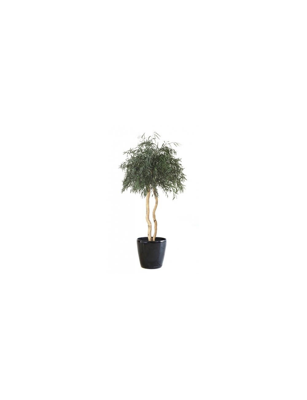 Eucalyptus Nicoly vert sur tige