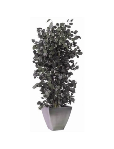 Eucalyptus Populus vert