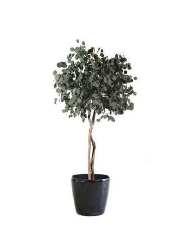 Eucalyptus populus vert sur tige