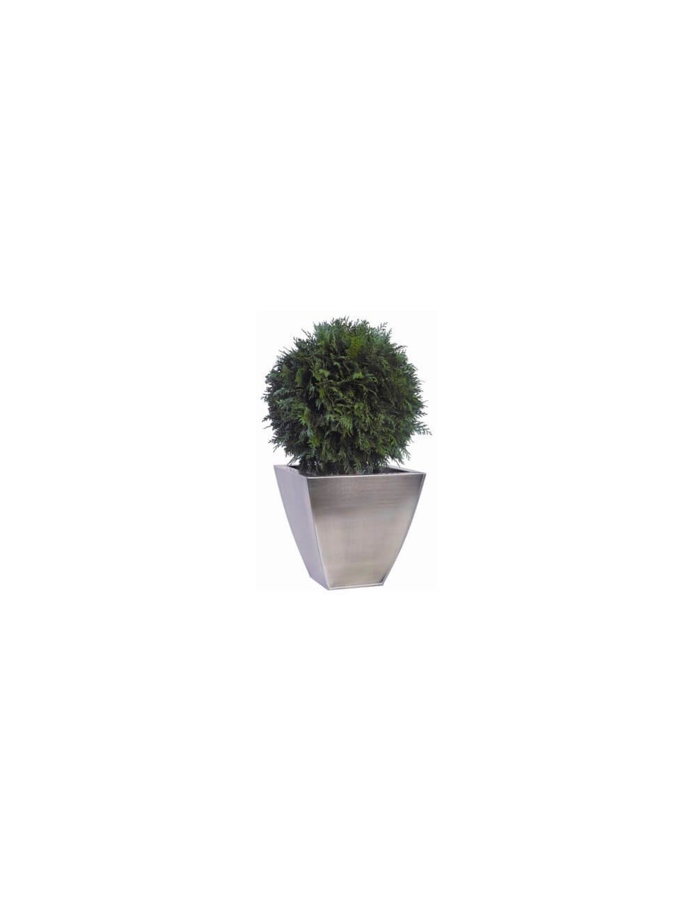 Boule de Thuya verte