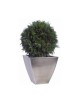 Boule de Thuya verte