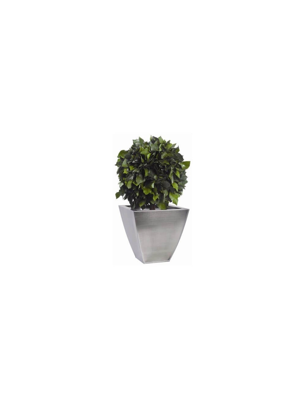 Boule de Lierre Stabilisé vert