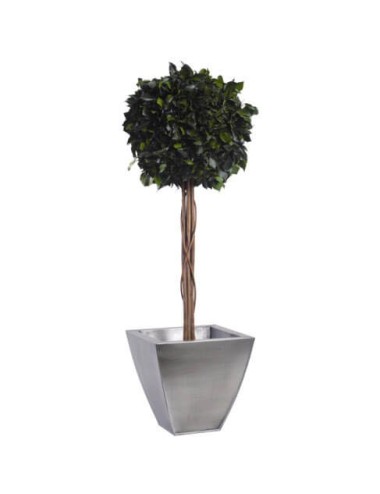 Boule de Lierre Stabilisé vert