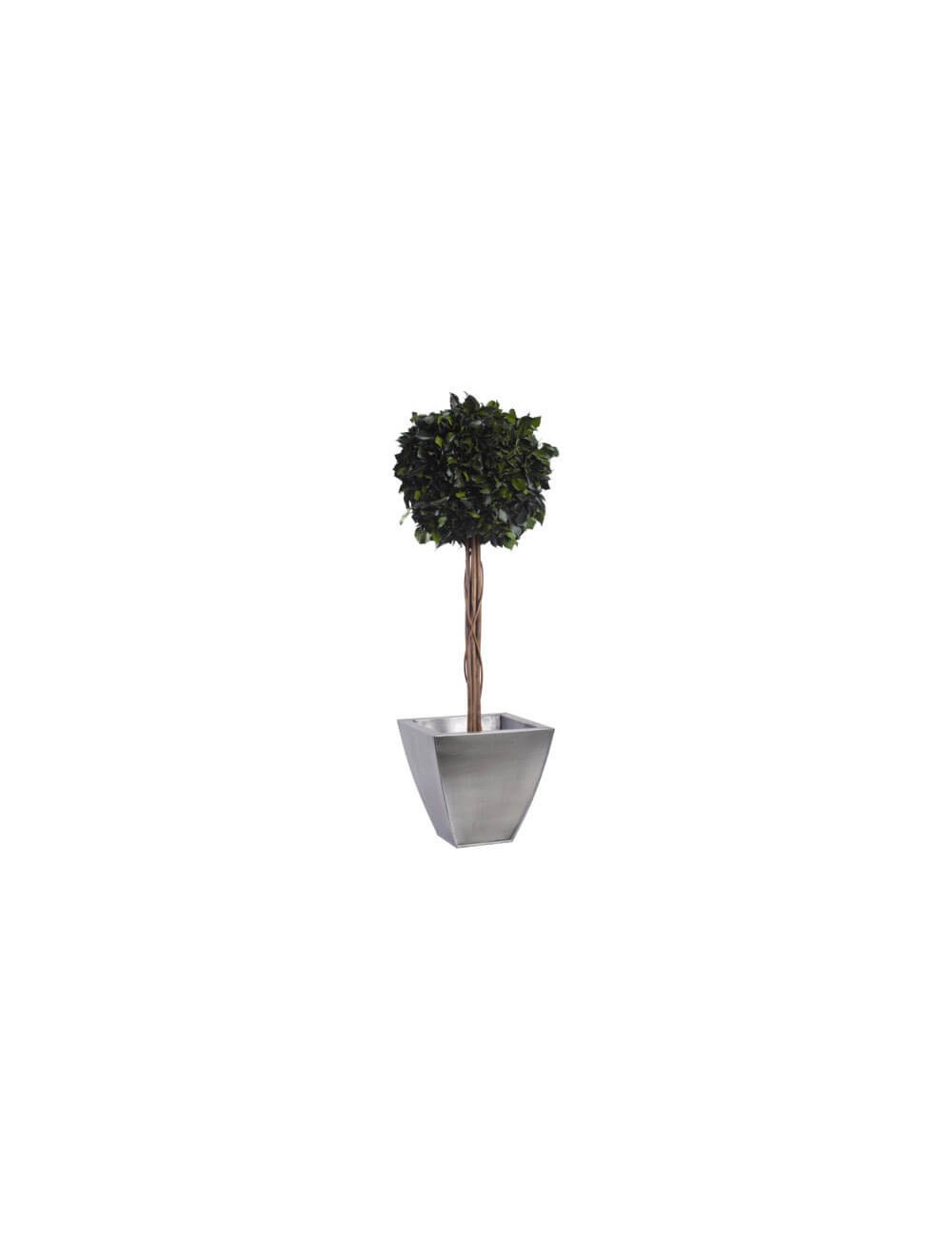 Boule de Lierre Stabilisé vert