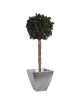 Boule de Lierre Stabilisé vert